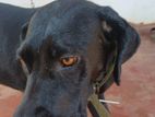 Cane Corso Dog