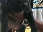Cane Corso Puppies