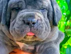 Cane Corso Puppies