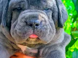 Cane Corso Puppies