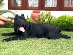 Cane Corso Dog