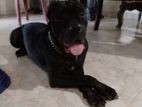 Cane Corso and Labrador Female Dogs