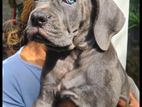 Cane Corso Blue Puppy