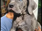 Cane Corso Blue Puppy