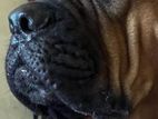 Cane Corso Dog for Crossing