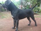 Cane Corso Dog for Crossing