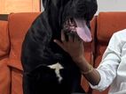 Cane Corso Dog for Crossing