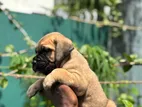 Cane Corso Puppies