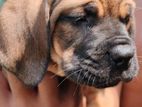 Cane Corso Puppies