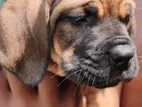 Cane Corso Puppies