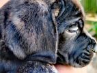 Cane Corso Puppies