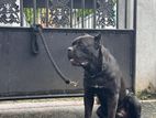 Cane Corso Dog