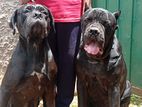 Cane Corso Dog