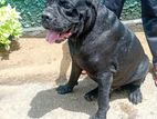 Cane Corso Dog