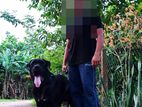 cane corso dogs