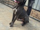 Cane Corso Dogs