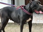 Cane Corso Dogs