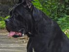 Cane Corso Female Dog