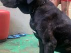 Cane Corso Female Dog