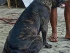 Cane Corso Dog