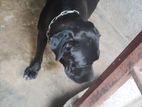 Cane Corso Female Dog