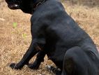 Cane Corso Female Dog