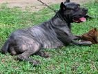 Cane Corso Female KASL Dog