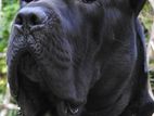 Cane corso for crossing