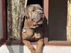 Cane Corso for Crossing