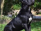 Cane Corso for Crossing (Stud)
