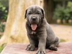 Cane Corso Puppy