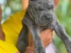 Cane Corso Puppy
