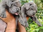 Cane Corso Puppies