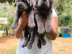 Cane Corso Puppy