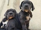 Cane Corso
