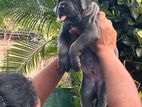 Cane Corso Puppy
