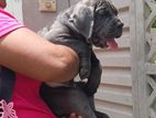 Cane Corso Puppy