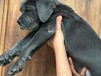 Cane Corso Puppy