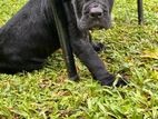 Cane Corso Puppies