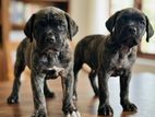 Cane Corso Puppy