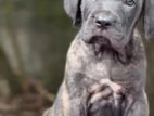 Cane Corso Puppy