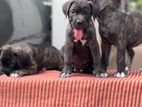 Cane Corso Puppy