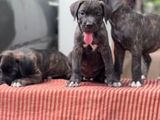 Cane Corso Puppy