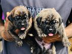 Cane Corso Puppies