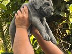 Cane Corso Puppy