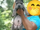 Cane corso