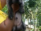 Cane Corso Puppy