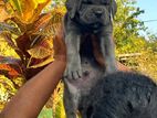 Cane Corso Puppies
