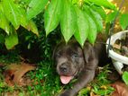 Cane Corso Puppies