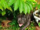 Cane Corso Puppies